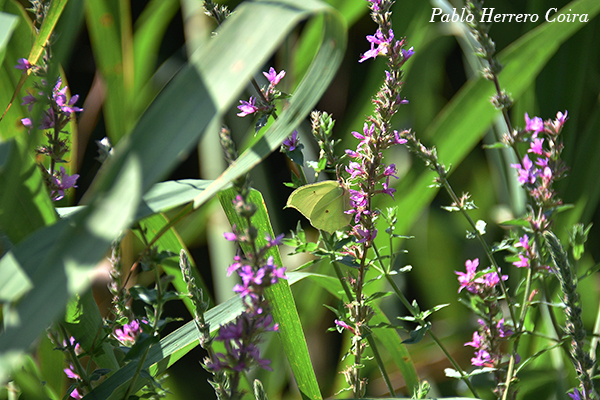 Mariposa limonera